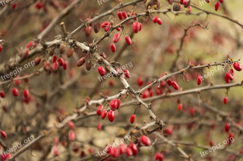 Fruits Autumn Nature Red Hip