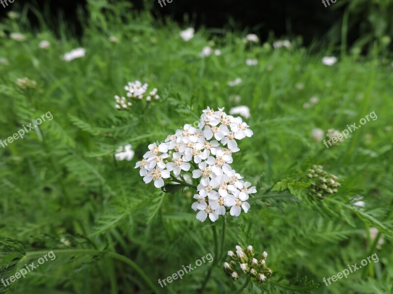 Achillea Millefolium Yarrow White Asteraceae Medicinal Plant