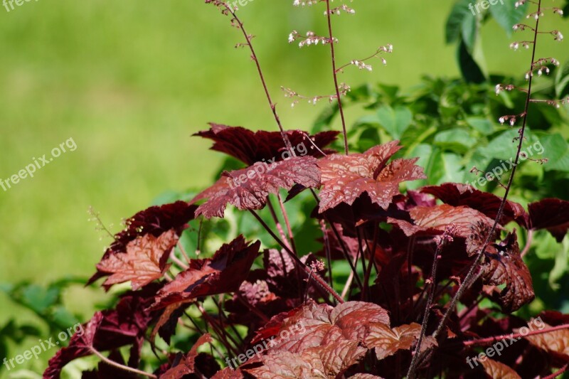 Garden Macro Macro Photography Summer Nature