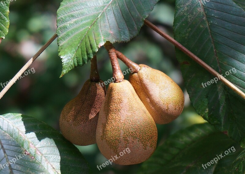 Japanese Horse Chestnut Pods Rain Wet Horse Chestnut Nut Pods Tree