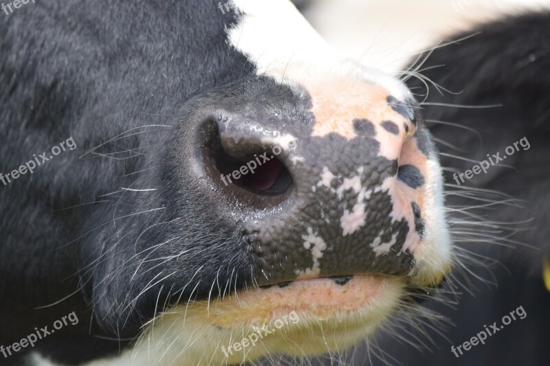 Cow Nose Close Up Snout Foot