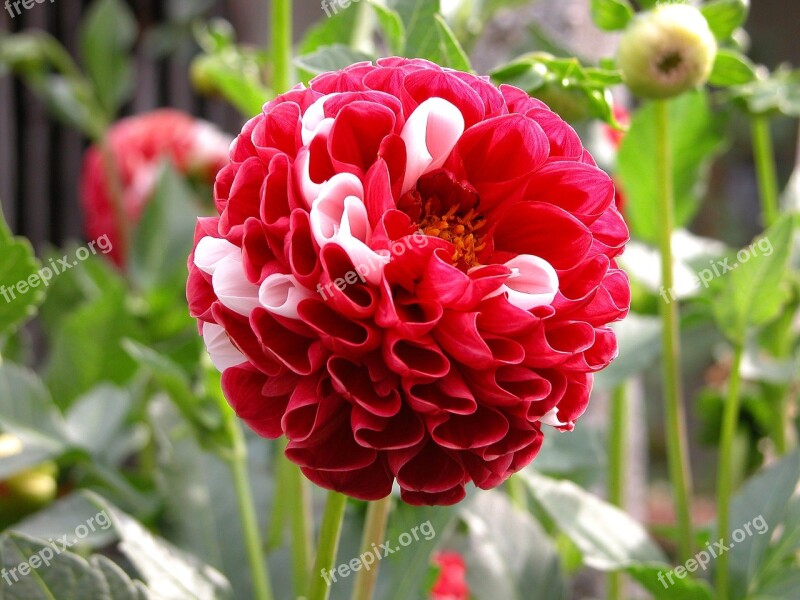 Dalia Flower Red Summer Macro