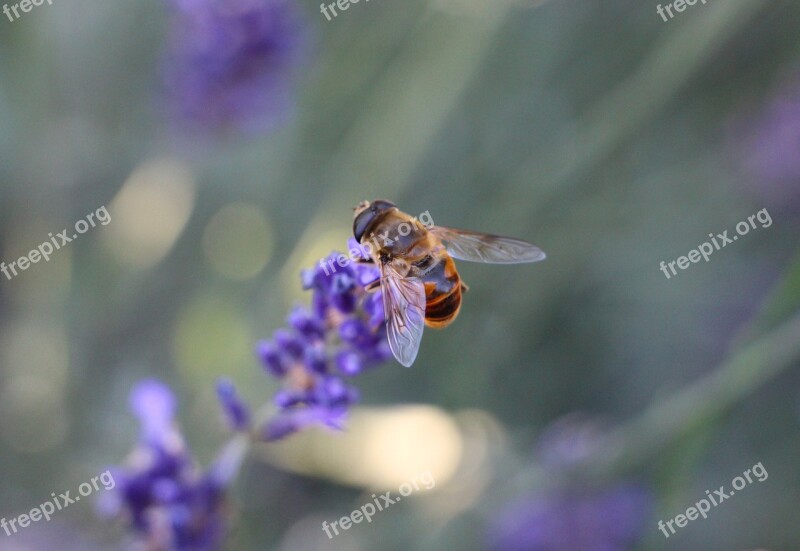 Bee Nectar Lavender Blooming Lavender Lavender Fragrance