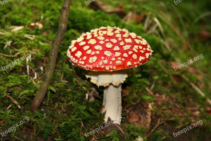 Fly Agaric Forest Mushroom Toxic Symbol Of Good Luck Red