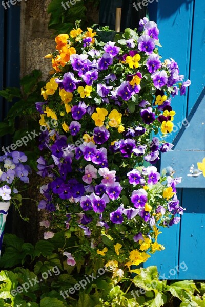 Flowers Thoughts Shutters Blue Plant