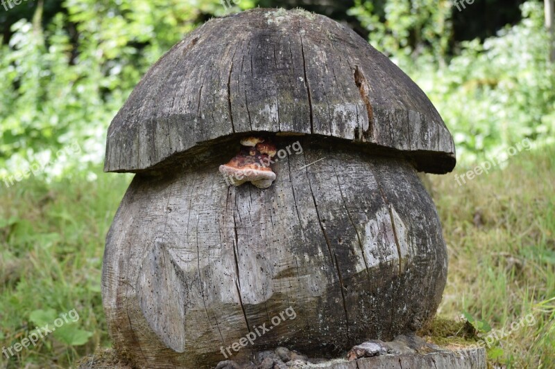 Tree Fungus Tree Stump Mushroom Carve Nature