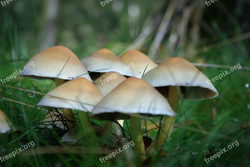 Mushrooms Forest Edible Toxic White