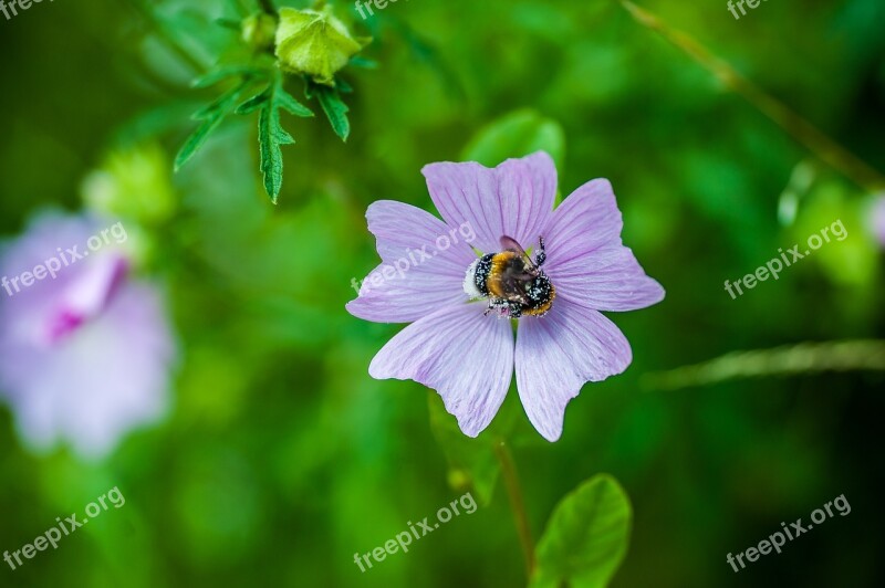 Hummel Blossom Bloom Purple Pollen