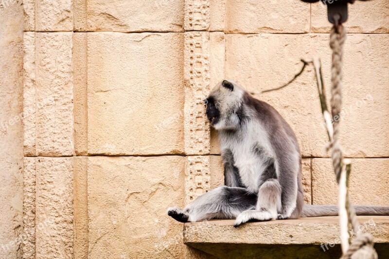 Hulman-langur Monkey Grey Langur Gray Langur