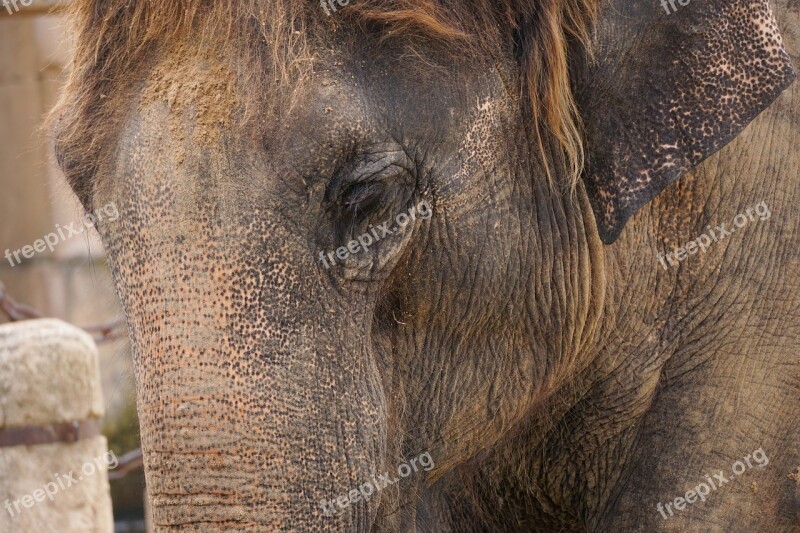 Elephant Structure Tusks Ivory Wrinkled