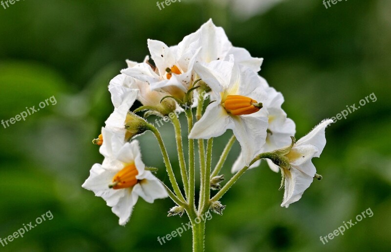 Potato Blossoms Potato Solanum Tuberosum Flowers Grumbeere