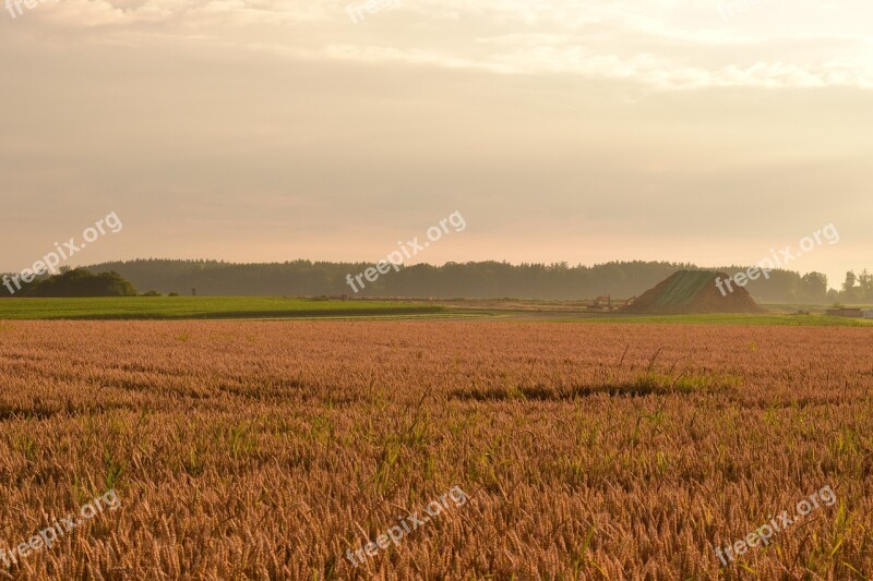 Morgenstimmung Field Cornfield Haze Landscape