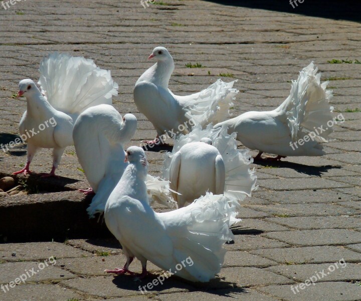 Pigeons White Doves White Bird Beautiful