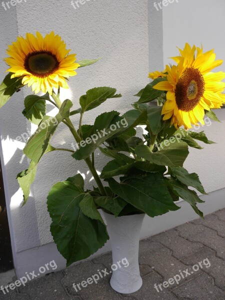 Sunflower Sun Bouquet Of Flowers Free Photos