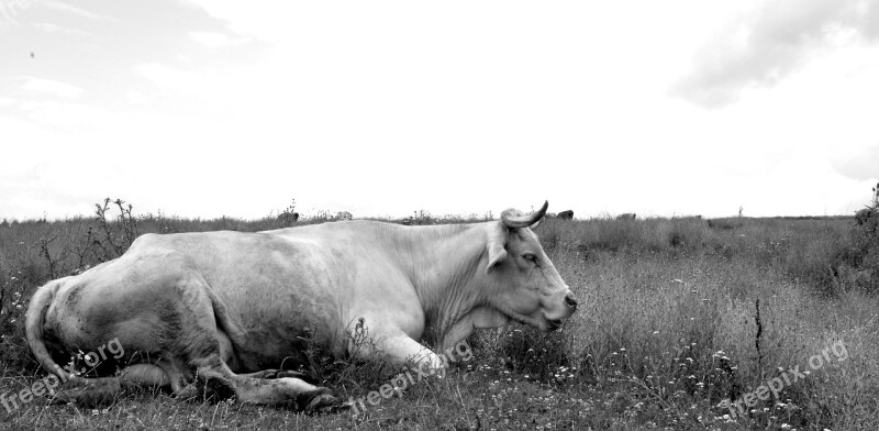 Cow Pasture Black And White Animal Cattle