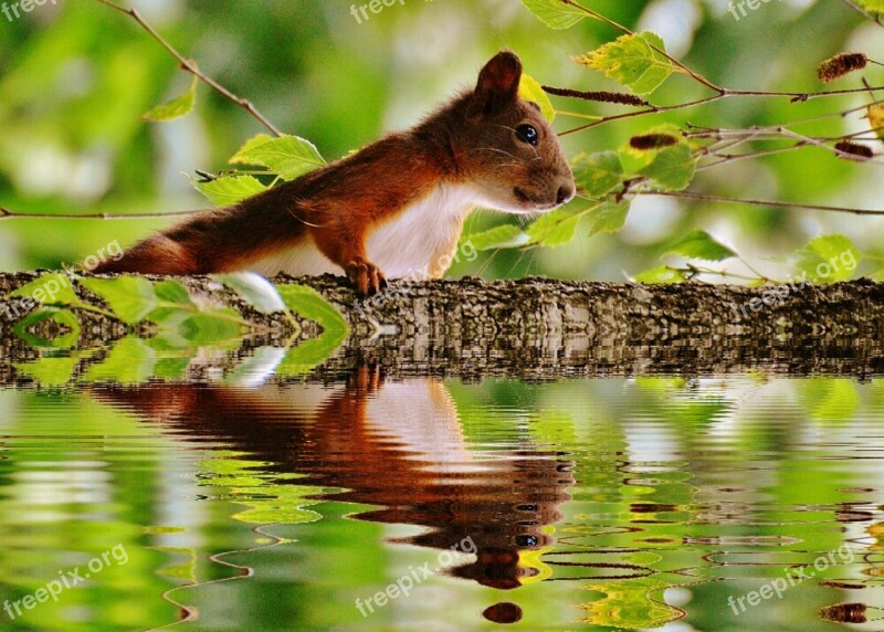 Squirrel Water Mirroring Nager Cute