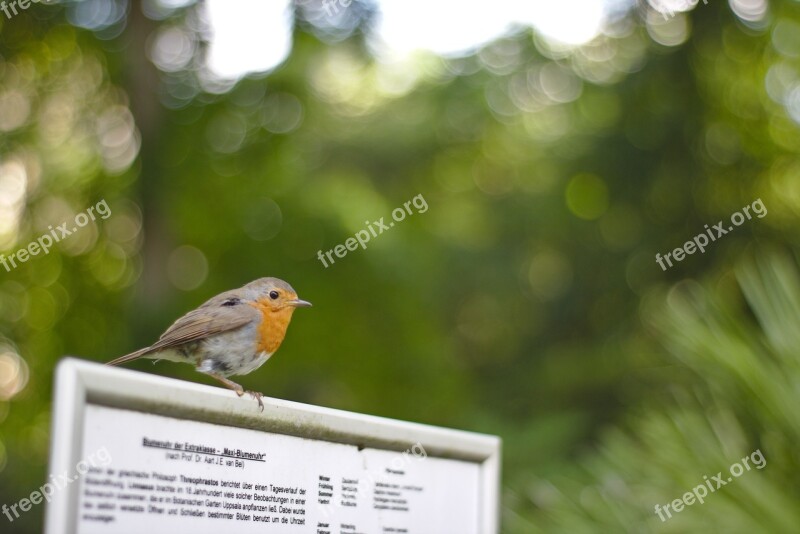 Red Goblets Erithacus Rubeculavogel Poultry Shield Bokeh