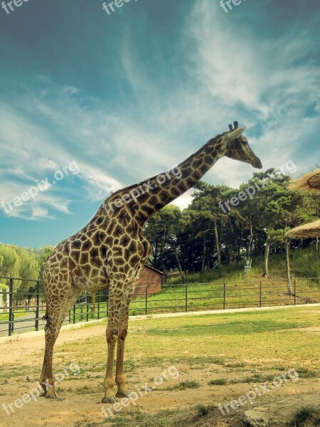 Giraffe Animal The Scenery Zoo Free Photos