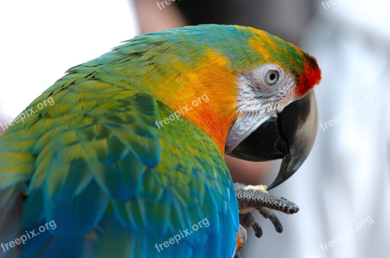 Macaw Bird Parrot Blue Yellow