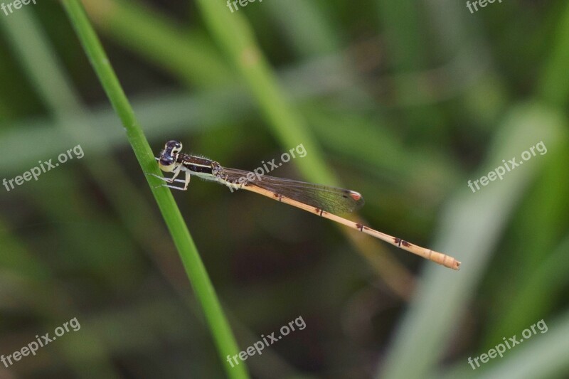 Damselfly Insect Insectoid Winged Bug