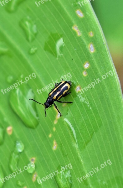 Beetle Flea Beetle Alligatorweed Flea Beetle Bug Insect