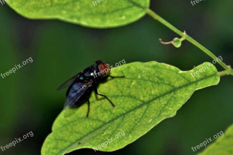 Fly Housefly Insect Insectoid Leaf