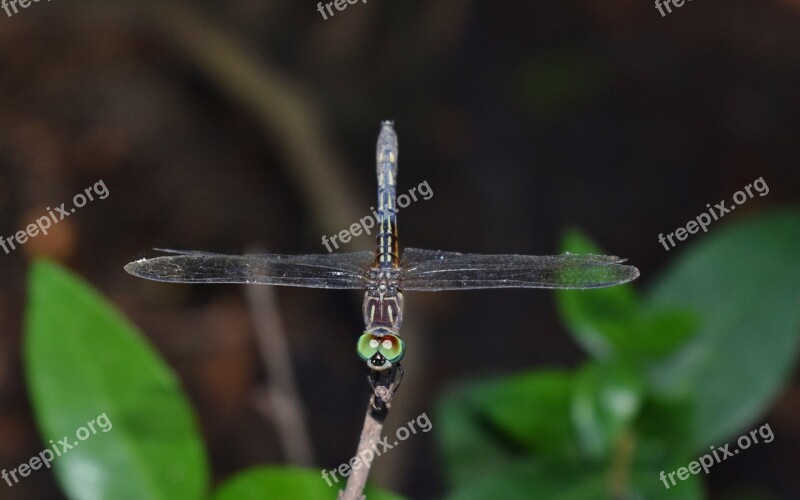 Dragonfly Insect Winged Insect Flying Insect Wings