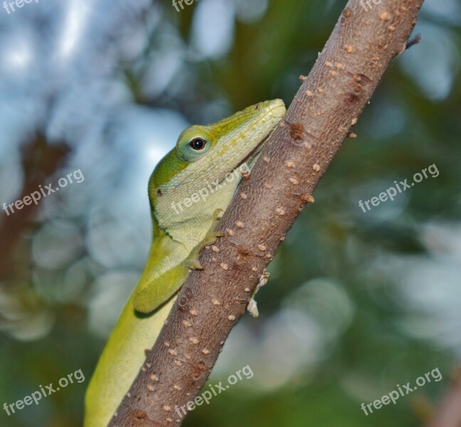 Anole Green Anole Lizard Green Lizard Reptile