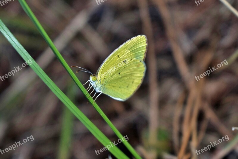 Butterfly Yellow Butterfly Sulphur Sulphur Butterfly Little Sulphur