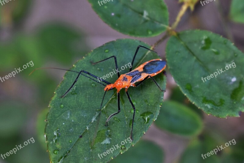 Milkweed Assassin Bug Assassin Bug Insect Orange Bug Close Up