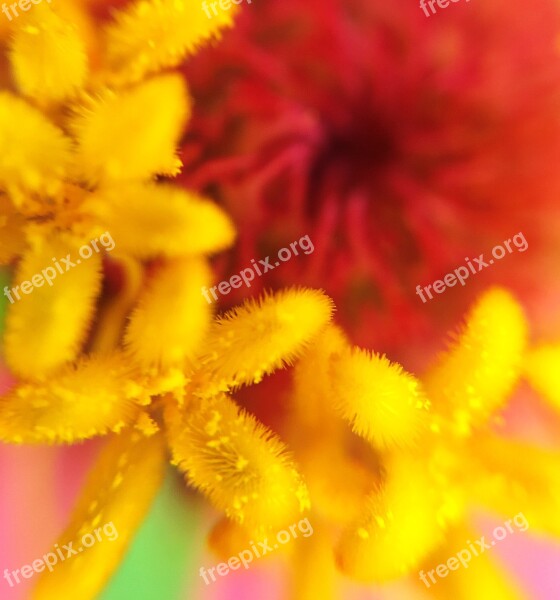 Zinnia Pollen Stamen Extension Tubes Macro