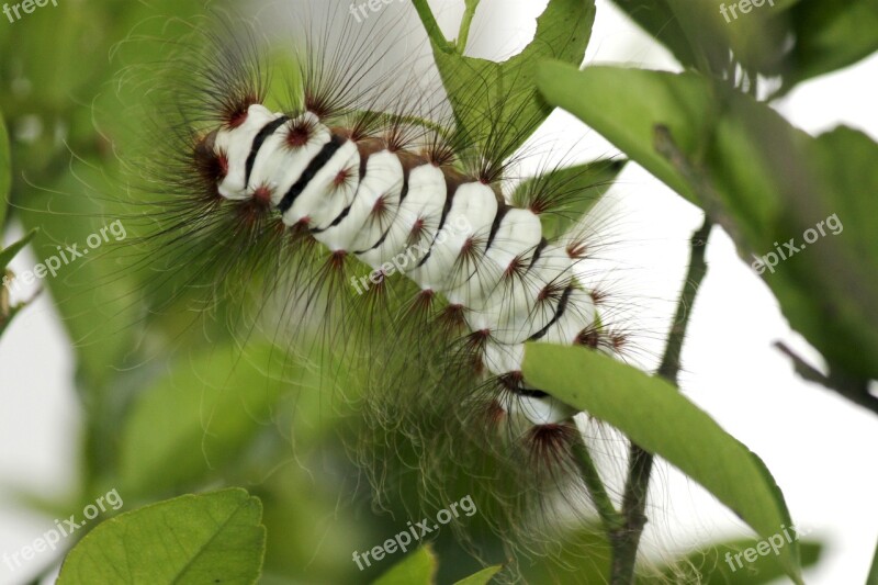 Worm Caterpillar Animal Insect White And Green