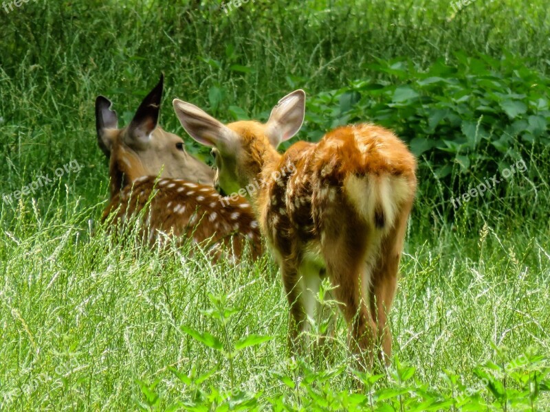 Animal Fallow Deer Kitz Red Deer Roe Deer