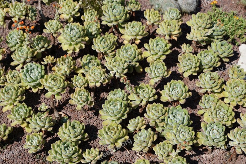 Cactus Botanical Garden überlingen Lake Constance Plant