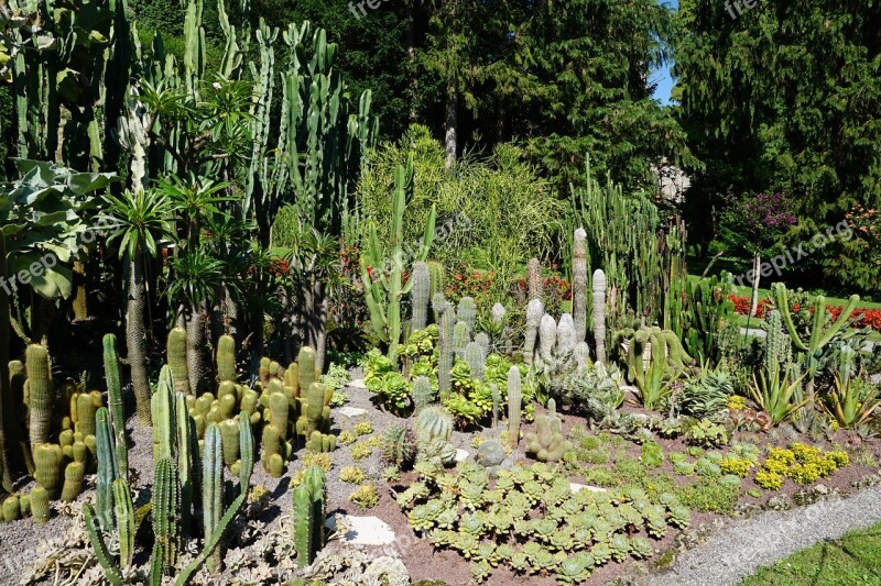 Cactus Botanical Garden überlingen Lake Constance Plant