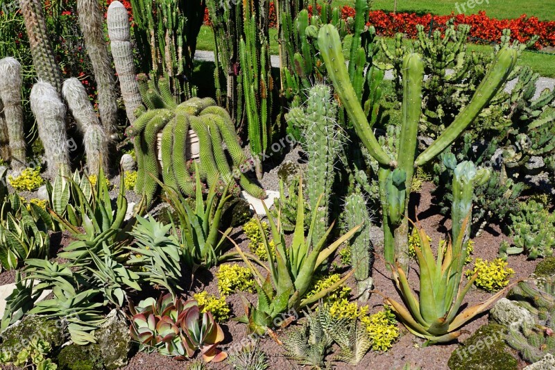 Cactus Botanical Garden überlingen Lake Constance Plant