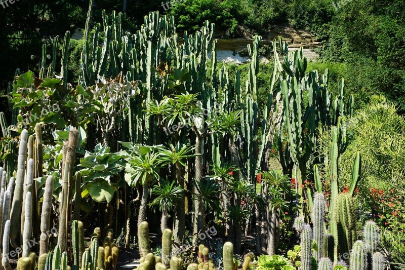 Cactus Botanical Garden überlingen Lake Constance Plant