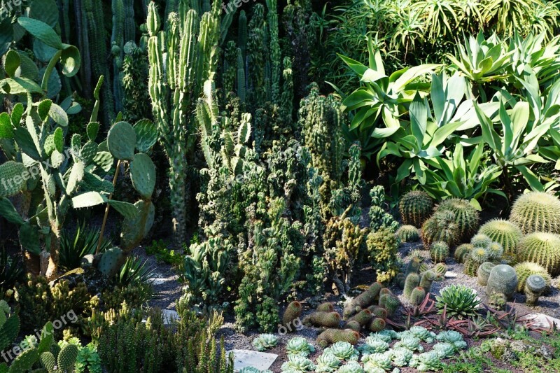 Succulents Cactus Botanical Garden überlingen Lake Constance