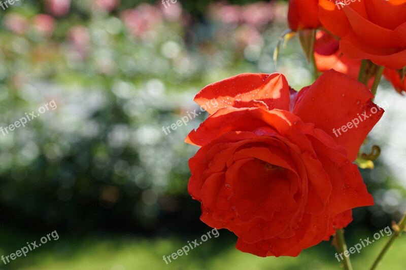 Rose Flower Plant Blossom Bloom