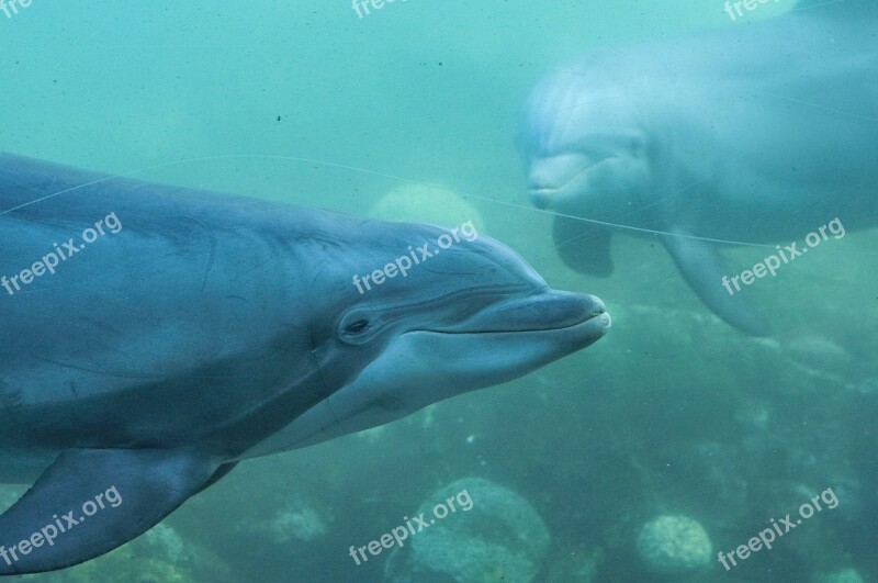 Dolphin Park Water Wildlife Ocean