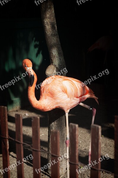 Flamingo Pink Park Bird Fauna