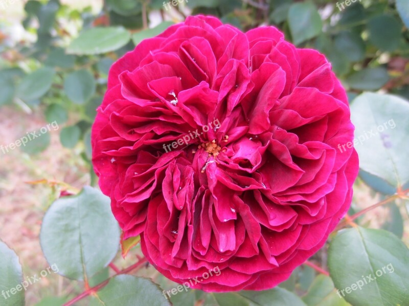 Rose Raindrops Flower Wet Blossom