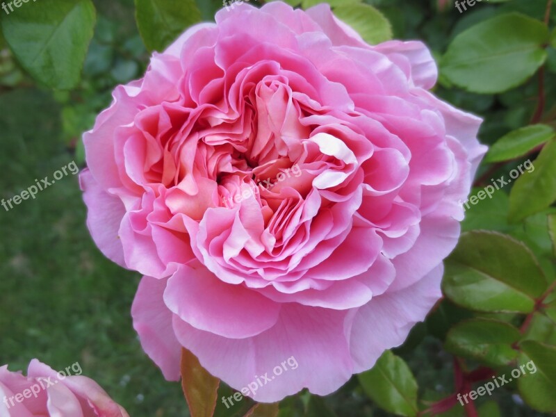 Pink Rose Romance Flower Love