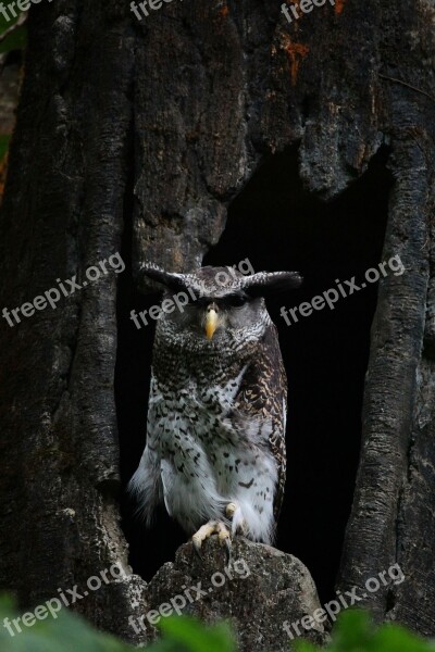 Belukketupa Bird Owl Animal Night