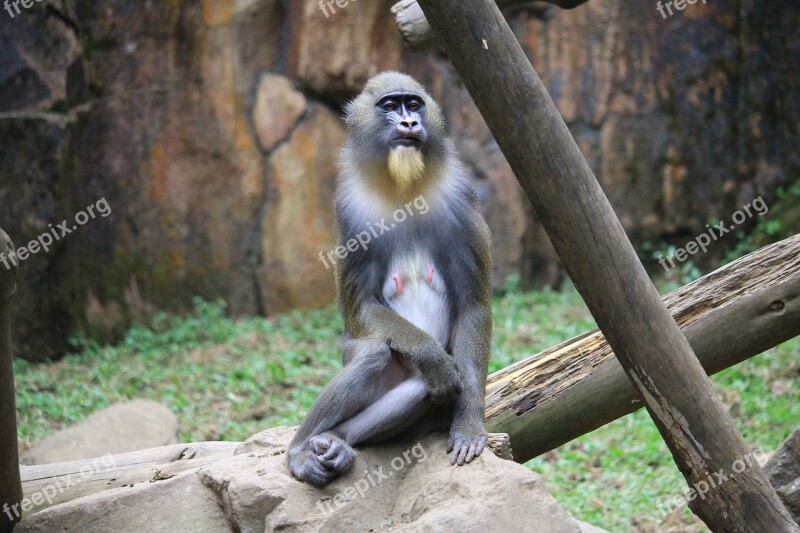 Mandrill Monkey Animal Primate Mandrillus