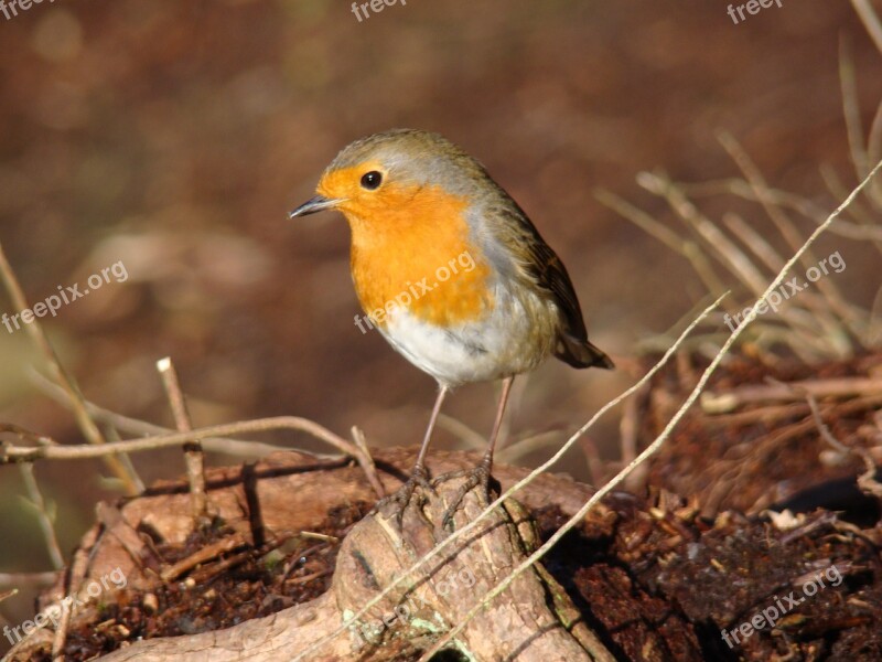 Robin Bird Wildlife Red Breast