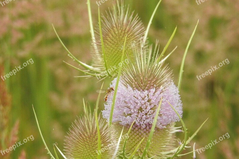 Thistle Wild Card Blossom Bloom Prickly