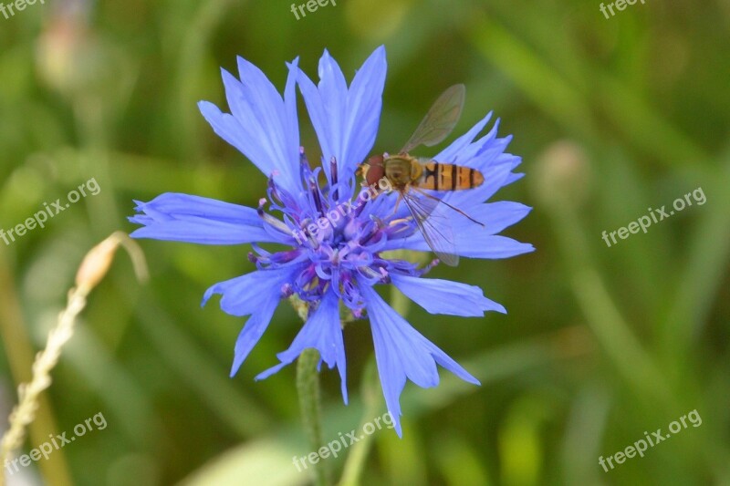 Cornflower Blue Wild Bee Wild Flower Flower