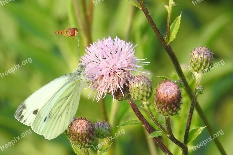 Butterfly White Dragonfly Insect Flower Meadow