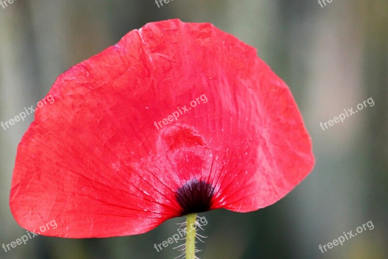 Poppy Klatschmohn Red Red Poppy Poppy Flower